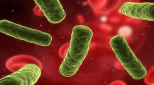 5 Pengobatan untuk Menangani Bakteremia