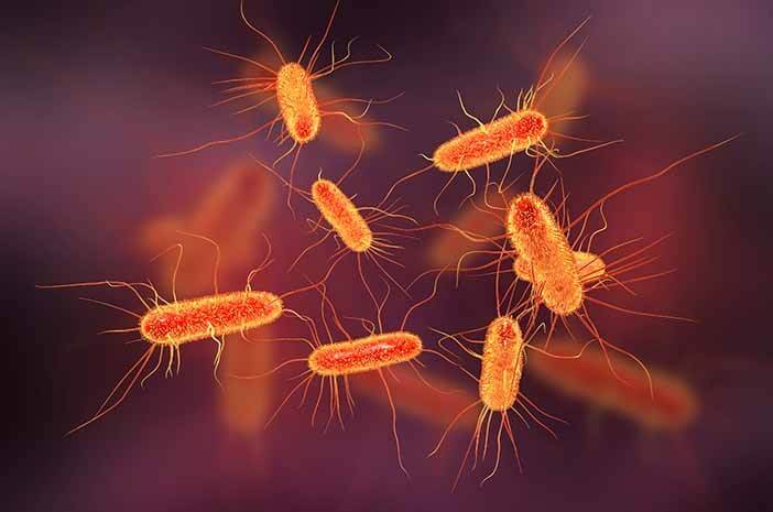 Ini 4 Cara Mencegah Kontaminasi Bakteri E Coli Pada Makanan 9036