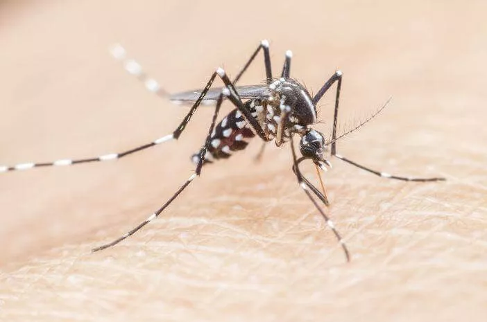 6 Cara Pencegahan Malaria Paling Efektif