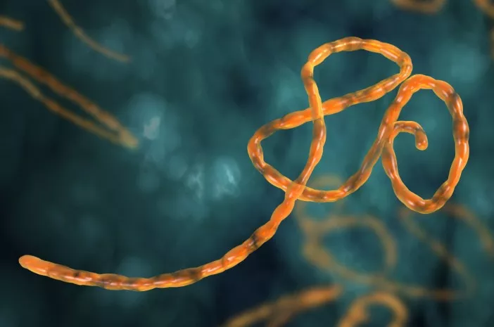 Sempat Mewabah, Bagaimana Penyakit Ebola Diobati?