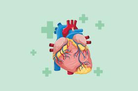 Ketahui Fungsi Penting Otot Jantung pada Manusia

