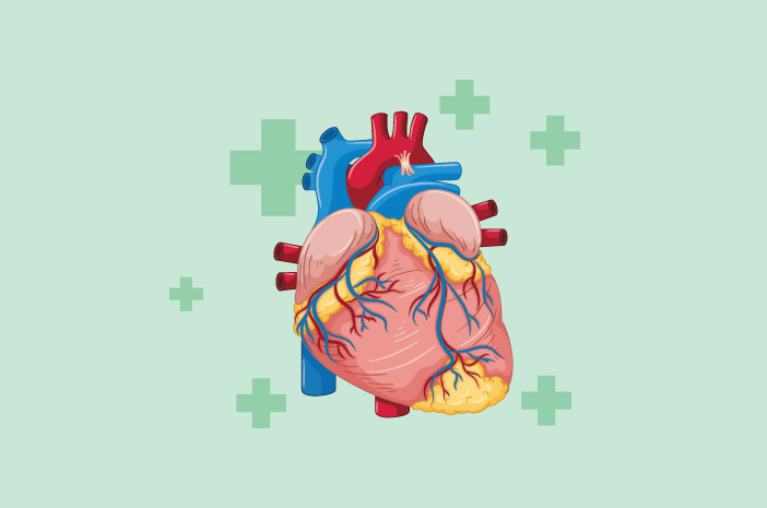Fungsi otot jantung bagi manusia adalah