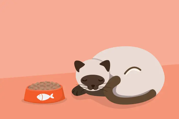 Apa yang Menyebabkan Kucing Mogok Makan?