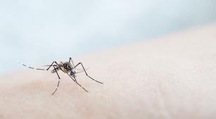 Waspadai Komplikasi yang Diakibatkan oleh Chikungunya