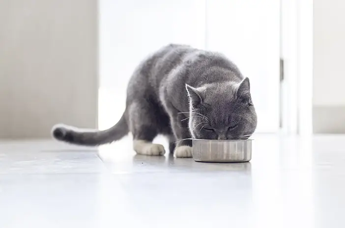 Kucing Mulai Obesitas, Coba Lakukan Hal Ini