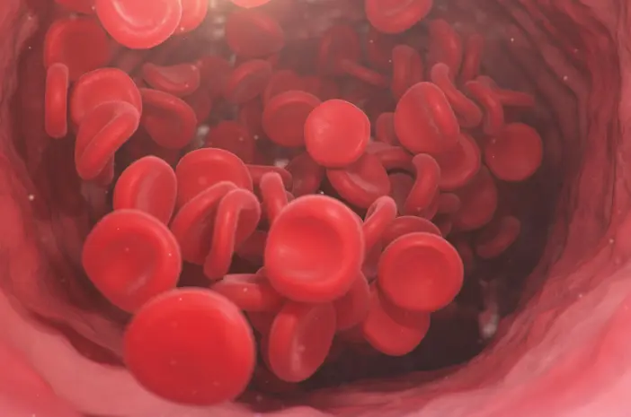 Kenali Fungsi Organ Peredaran Darah Manusia