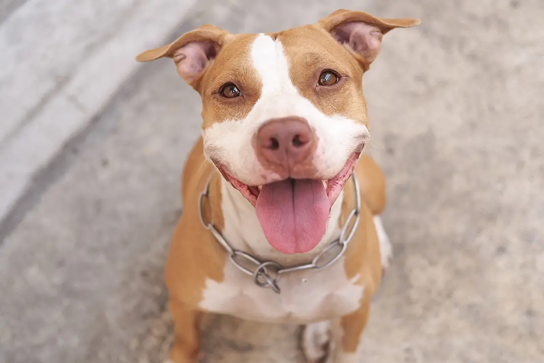 Sering Dianggap Galak, Ini 4 Fakta Karakter Anjing Pitbull