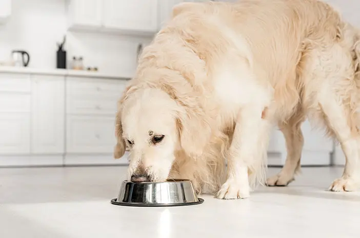 Ini 5 Cara Menjaga Nafsu Makan Anjing Senior