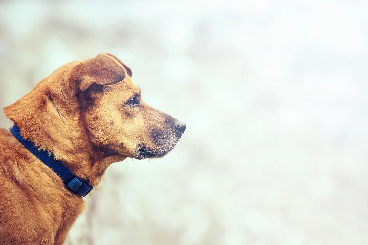 Menurut Penelitian, Kecerdasan Anjing sama dengan Hewan Lainnya