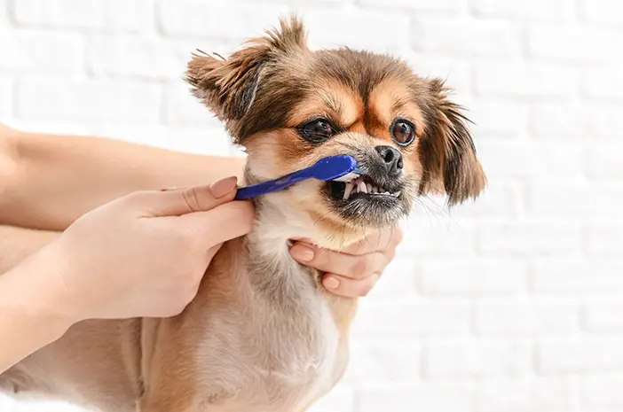 Seberapa Sering Gigi Anjing Peliharaan Harus Disikat?