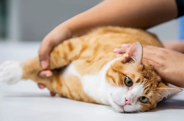 Waspadai Penyakit Kulit Demodekosis pada Kucing Peliharaan