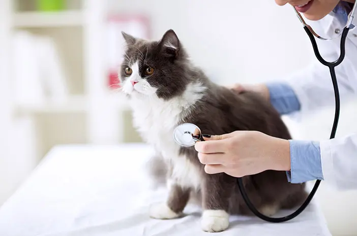 Ini Penyebab Kucing Peliharaan Terkena Penyakit Ginjal