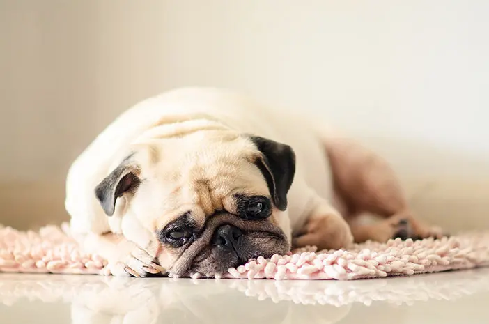 8 Tanda-Tanda Anjing Peliharaan Mengalami Stres