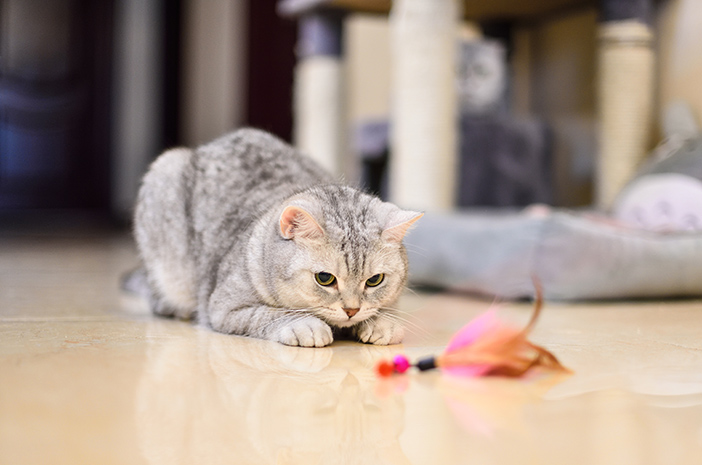 Memahami Lebih Jauh Tingkah Laku Kucing Peliharaan