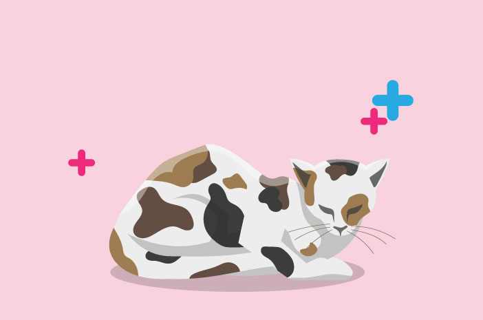 3 Cara Mencegah Hairball pada Kucing Peliharaan