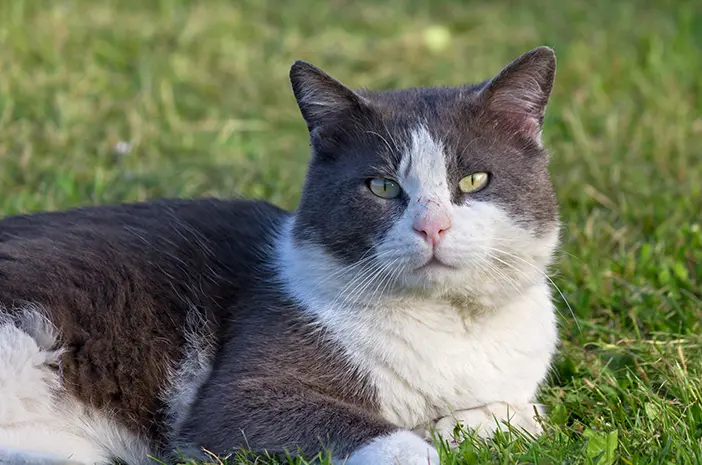Benarkah Kucing Moggy punya Imun Tubuh yang Lebih Kuat?