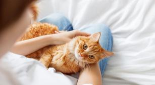 pernah digigit atau dicakar kucing waspadai cat scratch disease