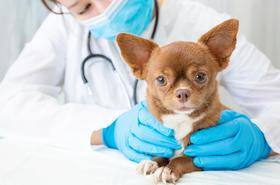 Apakah Anjing Butuh Vaksin Rabies Setiap Tahun? 