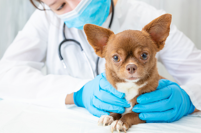Apakah Anjing Butuh Vaksin Rabies Setiap Tahun? 