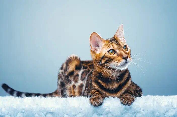6 Cara Tepat Merawat Kucing Bengal