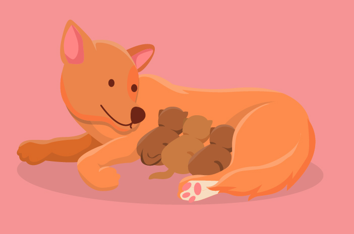 7 Hal yang Harus Diperhatikan Usai Anjing Melahirkan