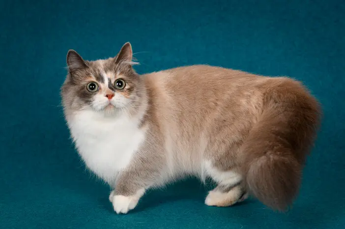 5 Mitos Mengenai Kucing Munchkin yang Tidak Benar 