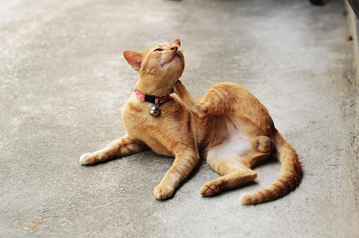 Kucing Juga Bisa Terkena Arthritis, Ini Cara Merawatnya