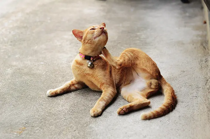 Kucing Juga Bisa Terkena Arthritis, Ini Cara Merawatnya