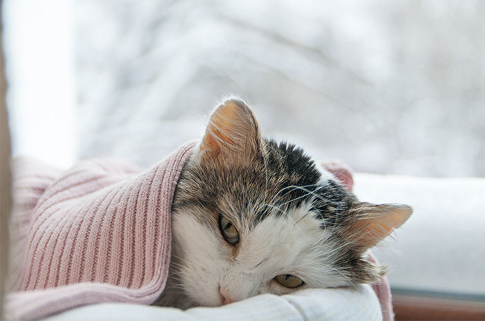 Kenali Lebih Jauh Virus Panleukopenia pada Kucing Peliharaan