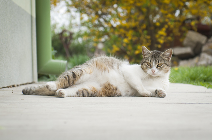 Ciri Ciri Kucing Hamil Dan Akan Melahirkan Cat Lovers Harus Tahu