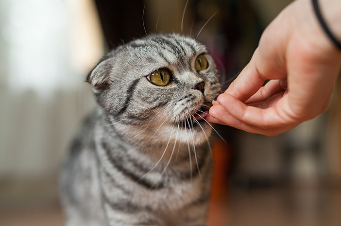 Inilah 7 Jenis Makanan Yang Berbahaya Untuk Kucing