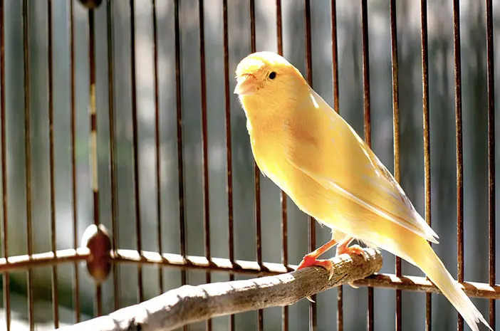 4 Makanan untuk Tingkatkan Imunitas Burung Peliharaan