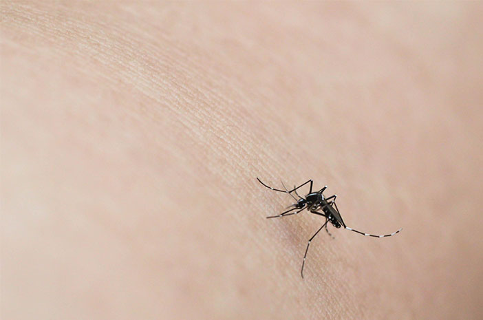 Waspada, Inilah Cara Penularan Chikungunya