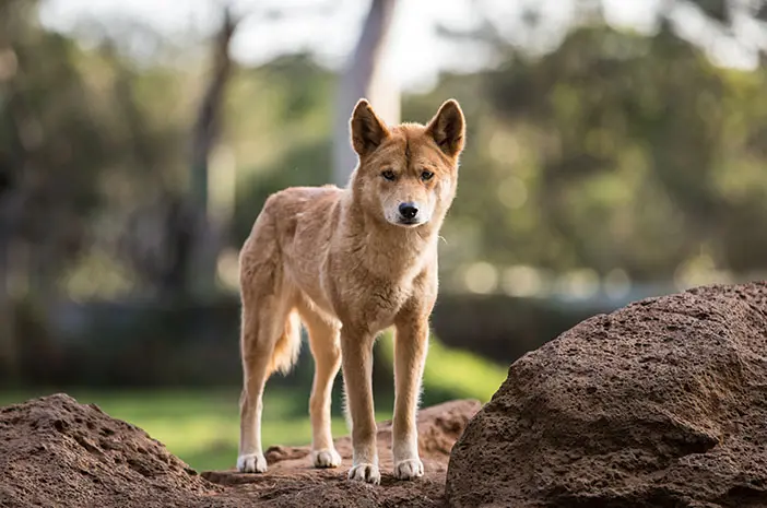 Dingo, Anjing Suci yang Tidak Bisa Menggonggong