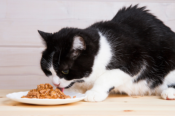 Adakah Makanan Khusus Yang Harus Diberikan Pada Kucing Senior