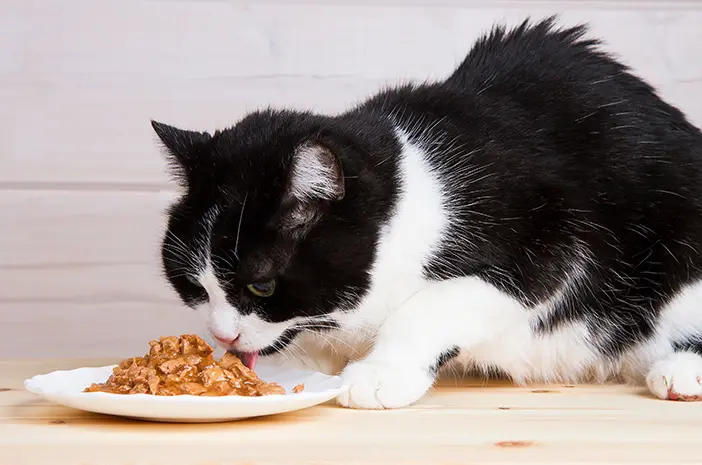 Adakah Makanan Khusus yang Harus Diberikan pada Kucing Senior?