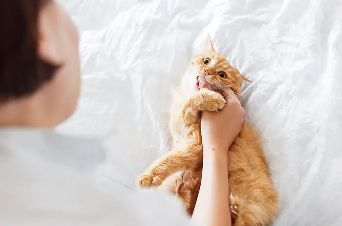 Ketahui 5 Fakta Unik tentang Gigi Kucing
