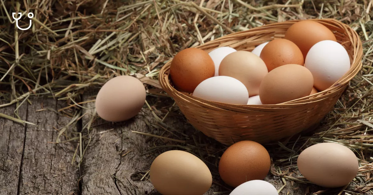 Telur Mencegah Presbiopi, Benarkah?