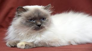 Mengenal 9 Karakteristik Unik dari Kucing Himalaya
