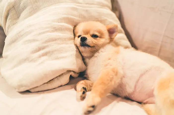 4 Cara Mengatasi Anjing yang Diare