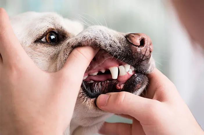 Begini Cara Menjaga Kesehatan Gigi Anjing Peliharaan
