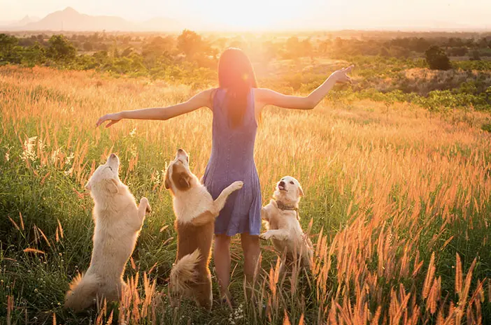 Ketahui Perawatan Tepat untuk Anjing yang Sudah Berumur