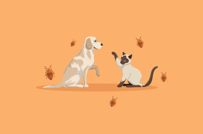Bisakah Kutu Kucing dan Anjing Menular ke Manusia?