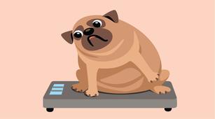 cara mengetahui anjing peliharaan mengalami obesitas halodoc