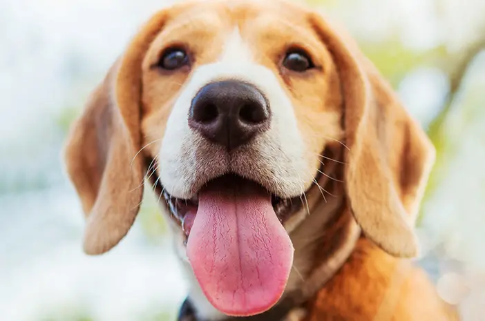 Tips Mengatasi Bau Mulut pada Anjing Peliharaan