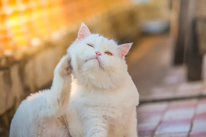 Berbagai Jenis Tungau yang Sering Menyerang Kucing Peliharaan