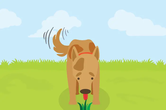 Waspada, Ini 2 Bahaya Anjing Makan Rumput Berlebihan