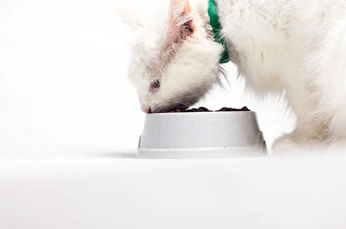 4 Nutrisi Penting untuk Makanan Kucing Anggora