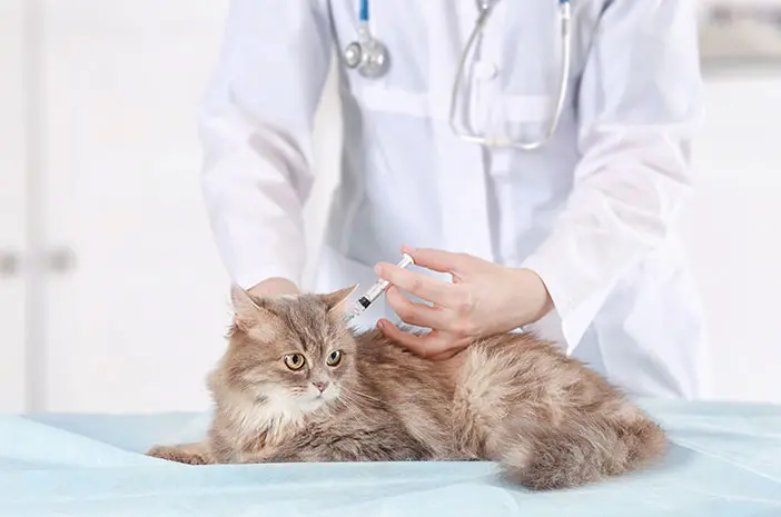 Kapan Sebaiknya Kucing Diberikan Vaksin?
