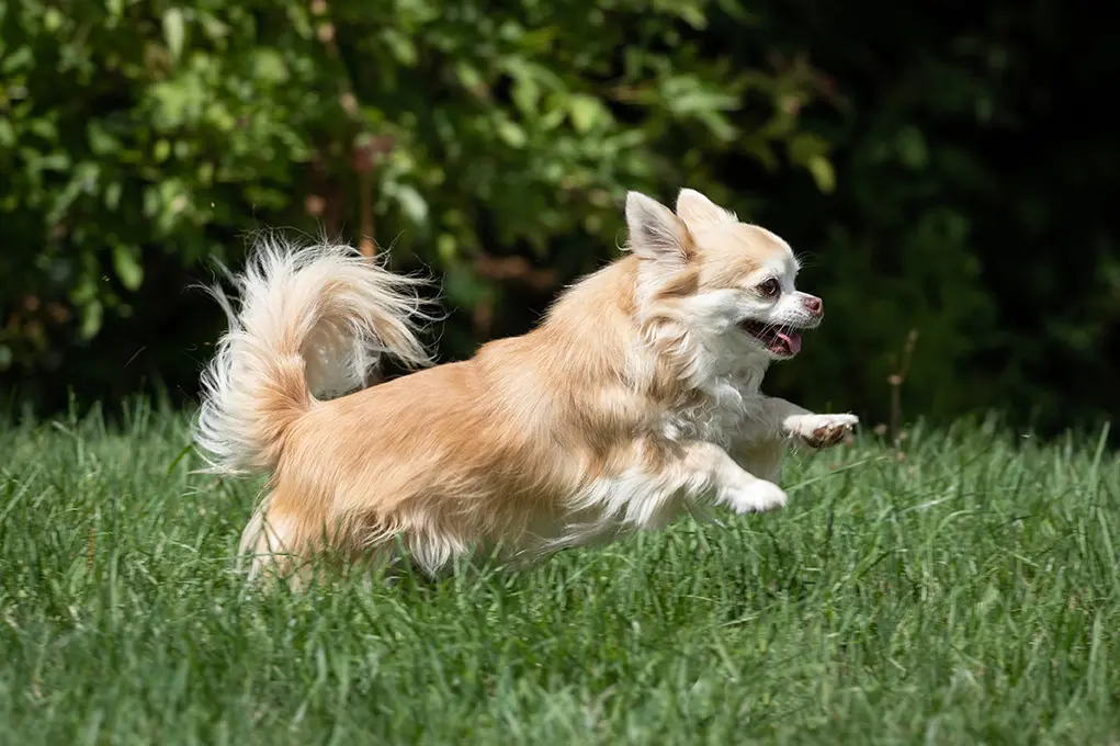 4 Fakta Menarik tentang Karakter Anjing Chihuahua